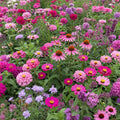 Ferry-Morse Pink and Purple Mix Bulk Flower Seeds - High Coverage 1lb