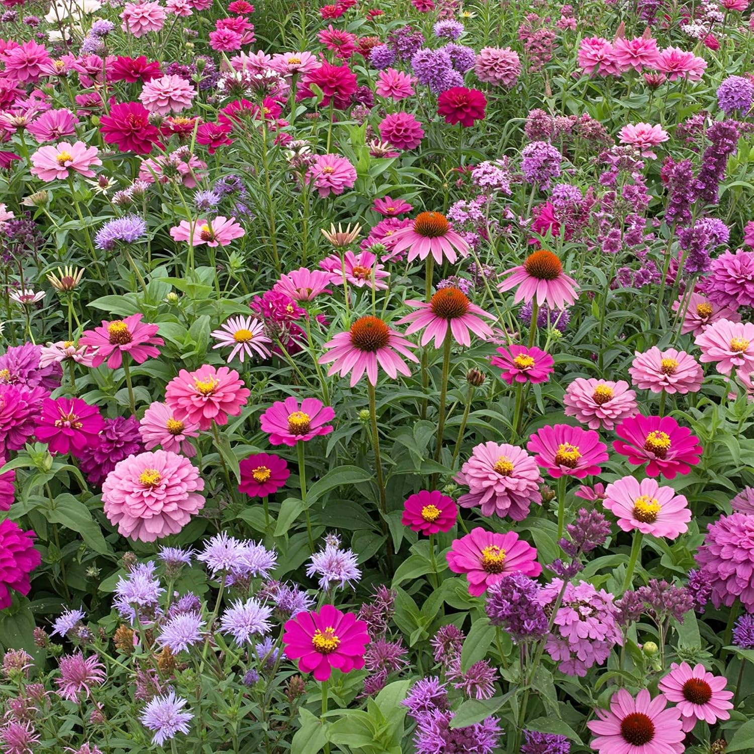 Ferry-Morse Pink and Purple Mix Bulk Flower Seeds for Gardens