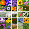 All Annual Wildflower Mix Seed for Planting - Bulk Pollinator Blend
