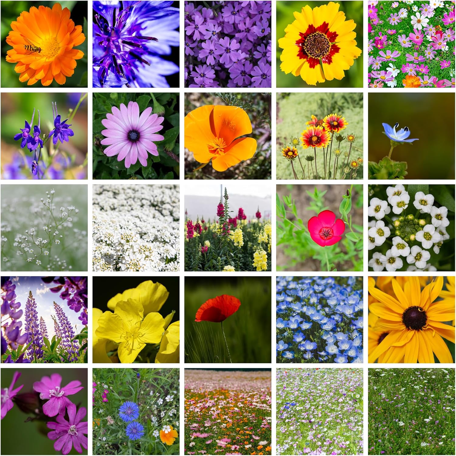 All Annual Wildflower Mix Seed for Planting - 21 Varieties