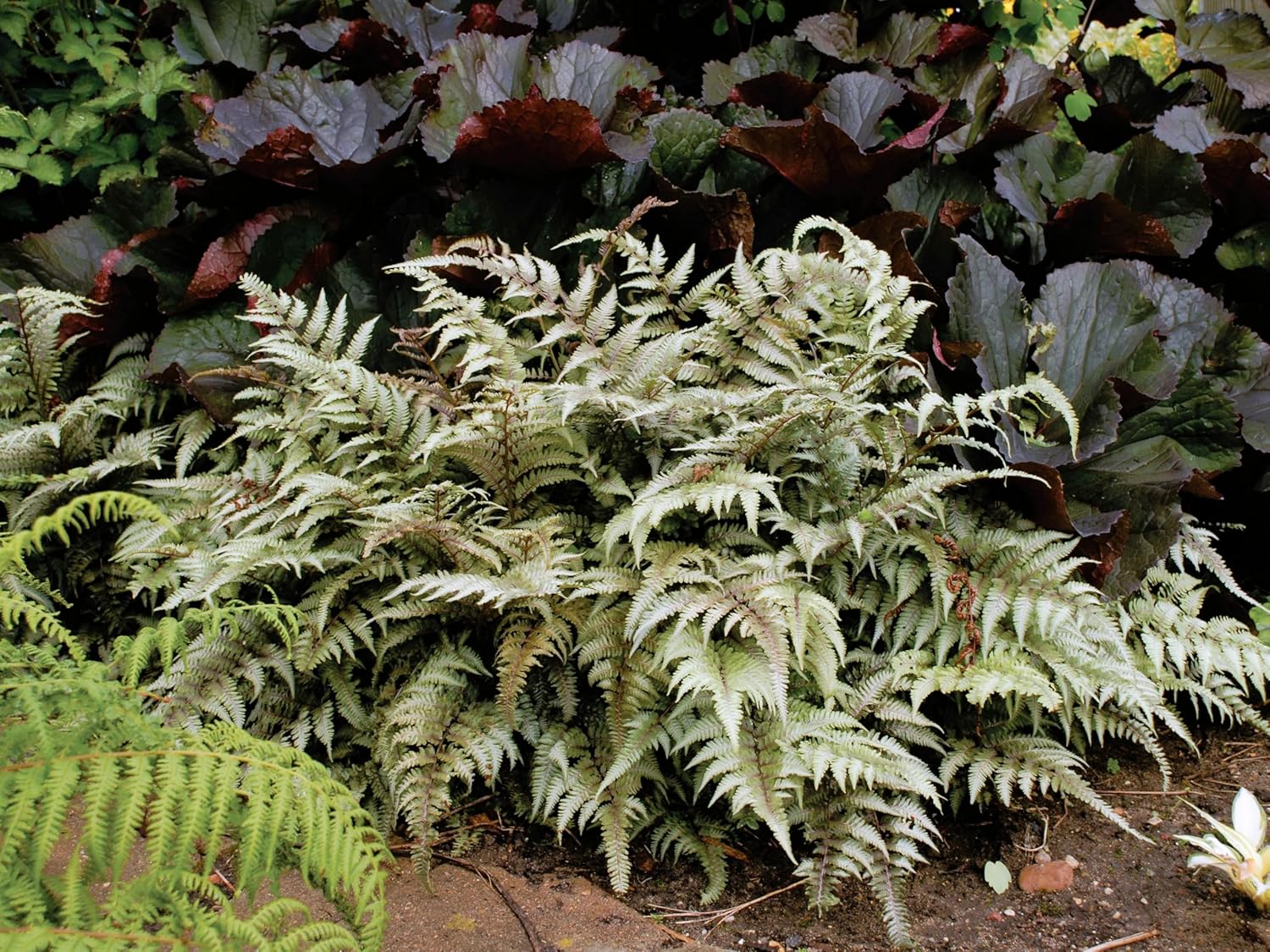 Japanese Painted Ferns - Colorful Low Growing Perennials