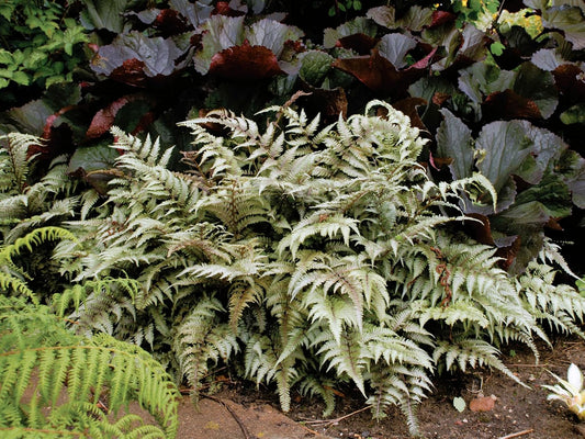 Japanese Painted Ferns - Colorful Low Growing Perennials