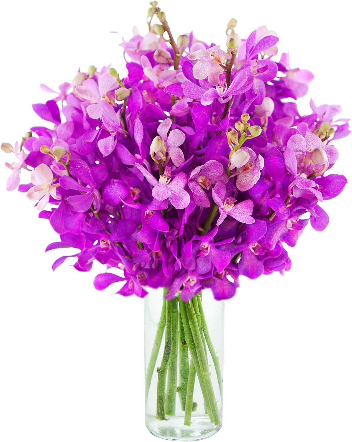 Moondance Purple Mokara Orchids - Perfect Gift for Any Occasion