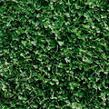Miniature Clover Seeds 25 Lb Bulk - Low Growing Nitrogen Fixing Lawn