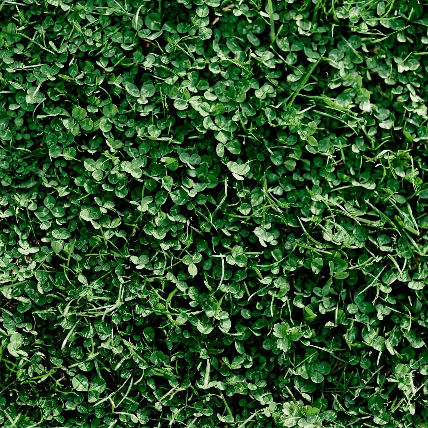 Miniature Clover Seeds - Low Growing Nitrogen Fixing Cover Crop
