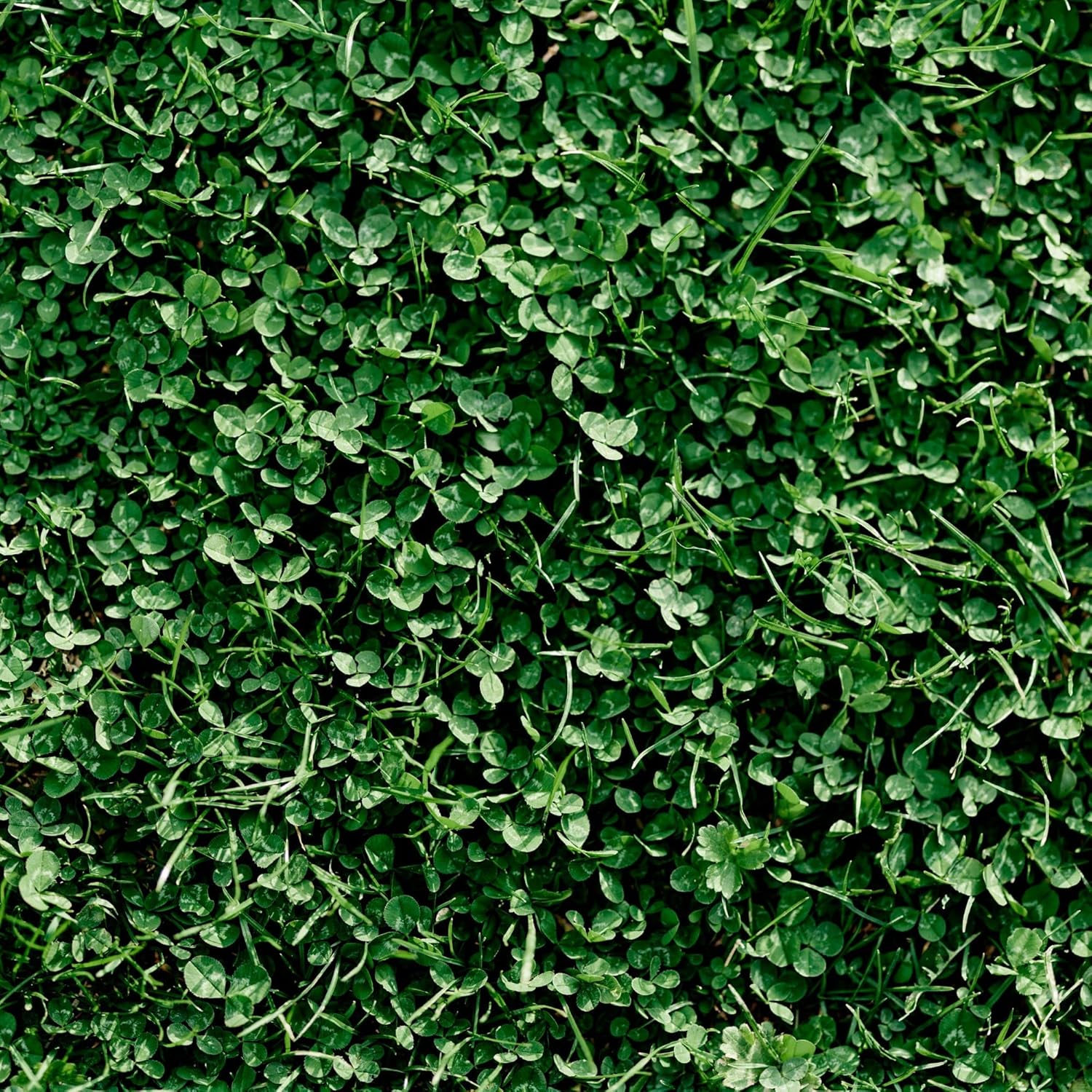 Miniature Clover Seeds - Low Growing Nitrogen Fixing Cover Crop