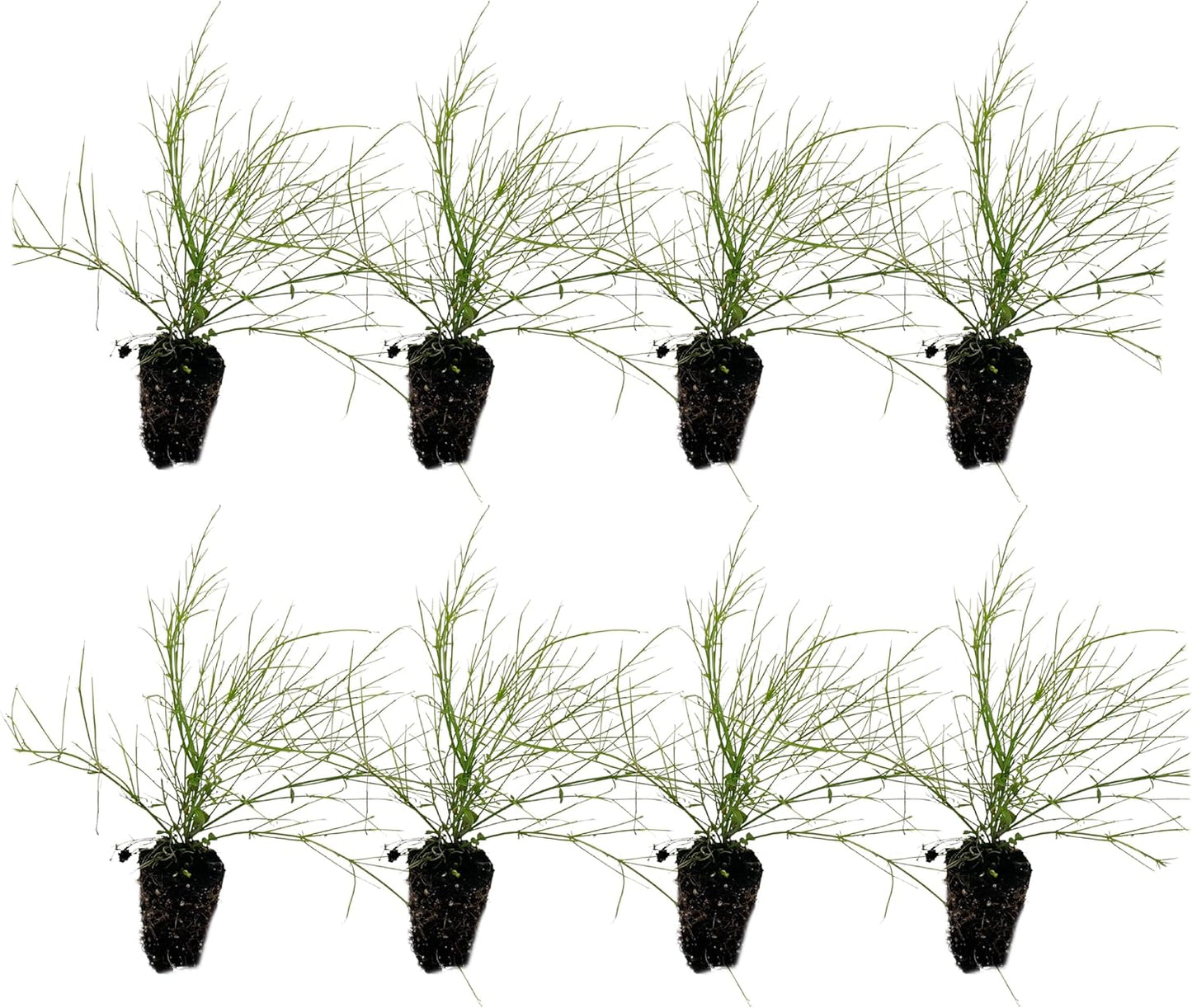 Firecracker Plant 2-4in Live Plant for Indoor Outdoor Use