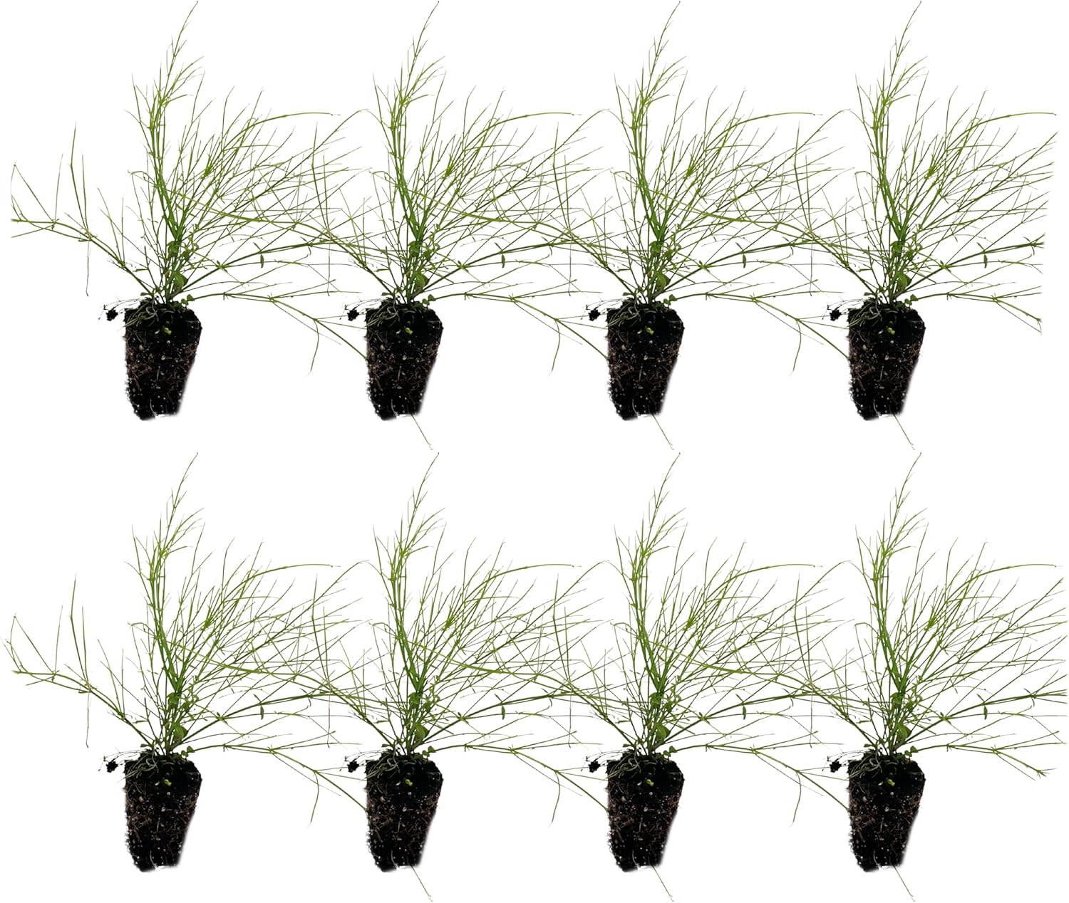 Firecracker Plant 2-4in Live Plant for Indoor Outdoor Use