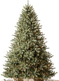 Balsam Hill 6.5ft Pre-Lit Classic Blue Spruce - Realistic Holiday Tree