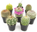 Assorted Cactus Plants Live Cactus Decor (8PK) - Easy Indoor Gift