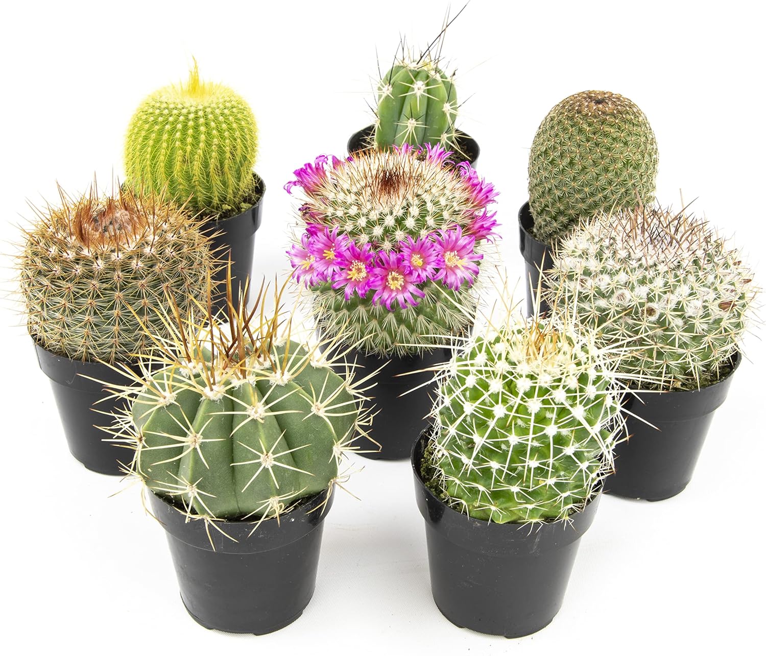 Assorted Cactus Plants Live Cactus Decor for Home and Garden