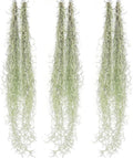 Tillandsia Usneoides Thick Colombian Spanish Moss - Live Indoor Air