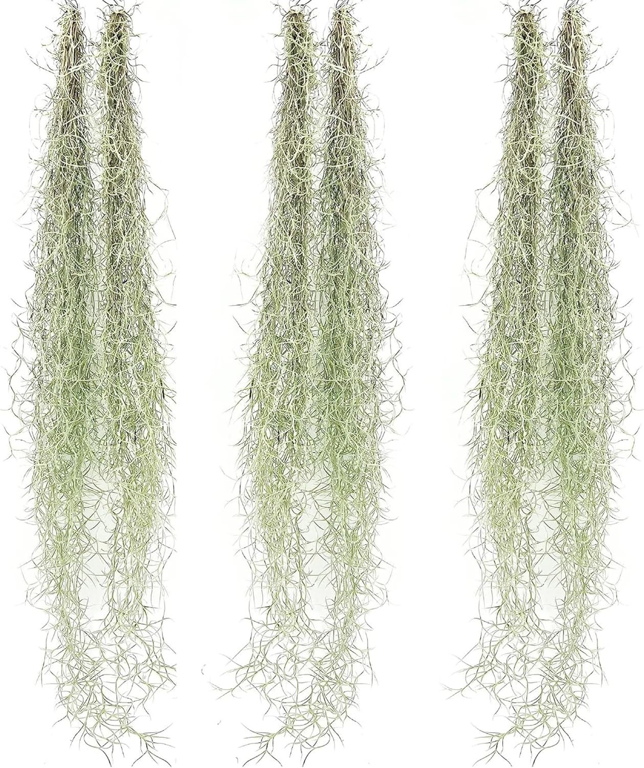Tillandsia Usneoides Thick Colombian Spanish Moss for Home Decor