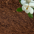 Peat Moss for Plants Organic Sphagnum Peat Moss - Ready to Use