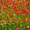 Poppy Power Flower Mixed Seeds for Planting - Big Bulk Mix
