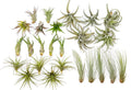 25 Pack Classic Air Plants Variety - Live Tillandsia Assortment
