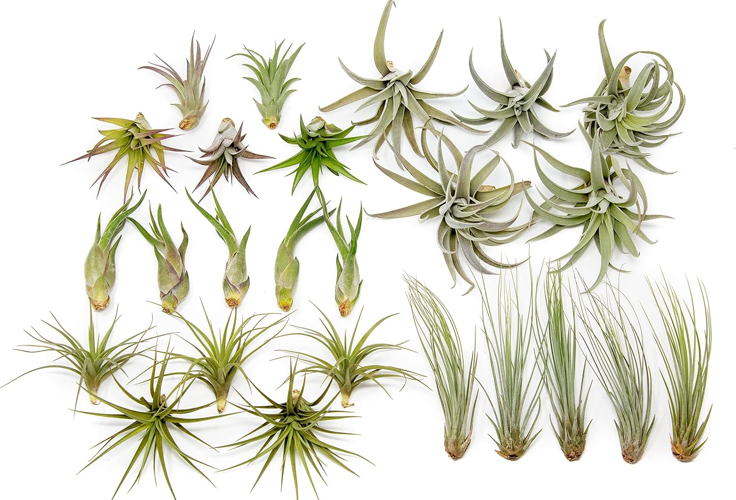 25 Pack of Classic Air Plants Variety for Home Decor and Gifts