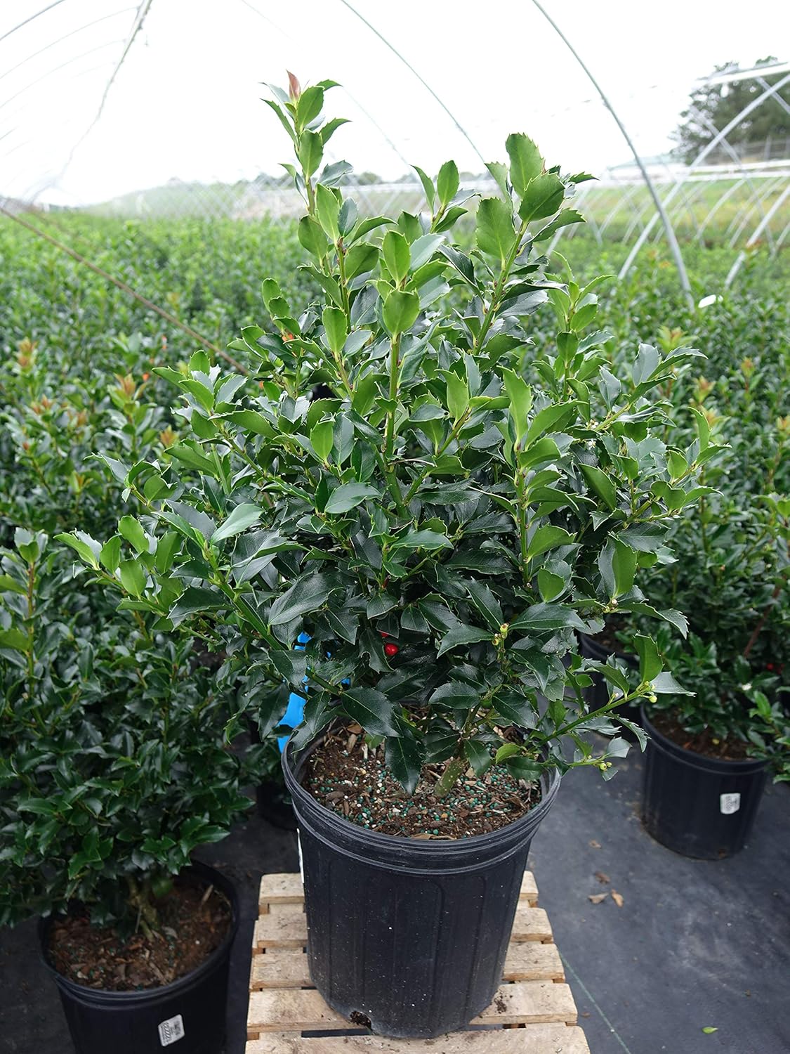 Ilex X meserveae 'Blue Maid' Blue Holly Evergreen Plant Review