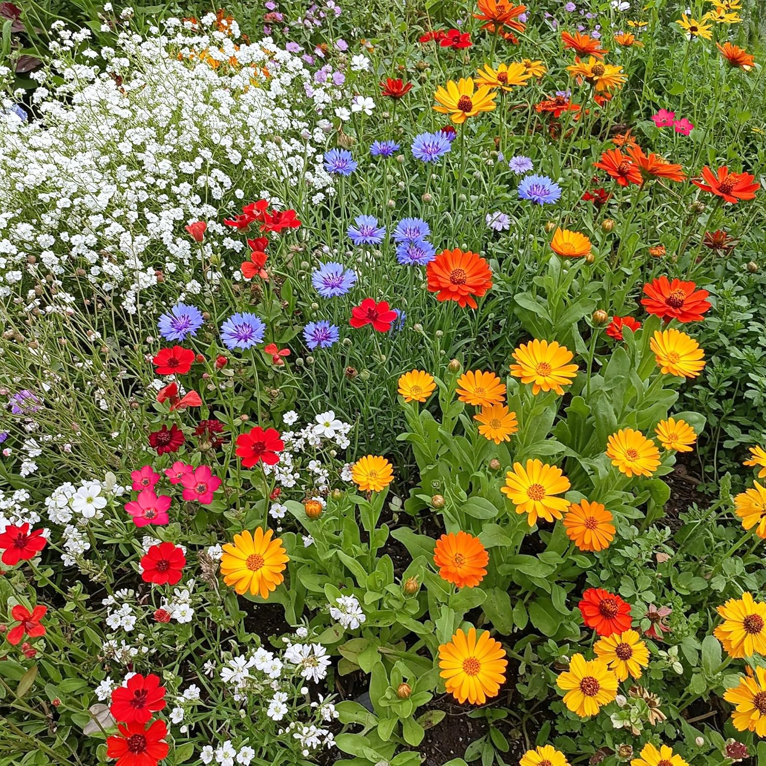 Ferry-Morse Easy Care Childrens Garden Mix Flower Seeds 1lb