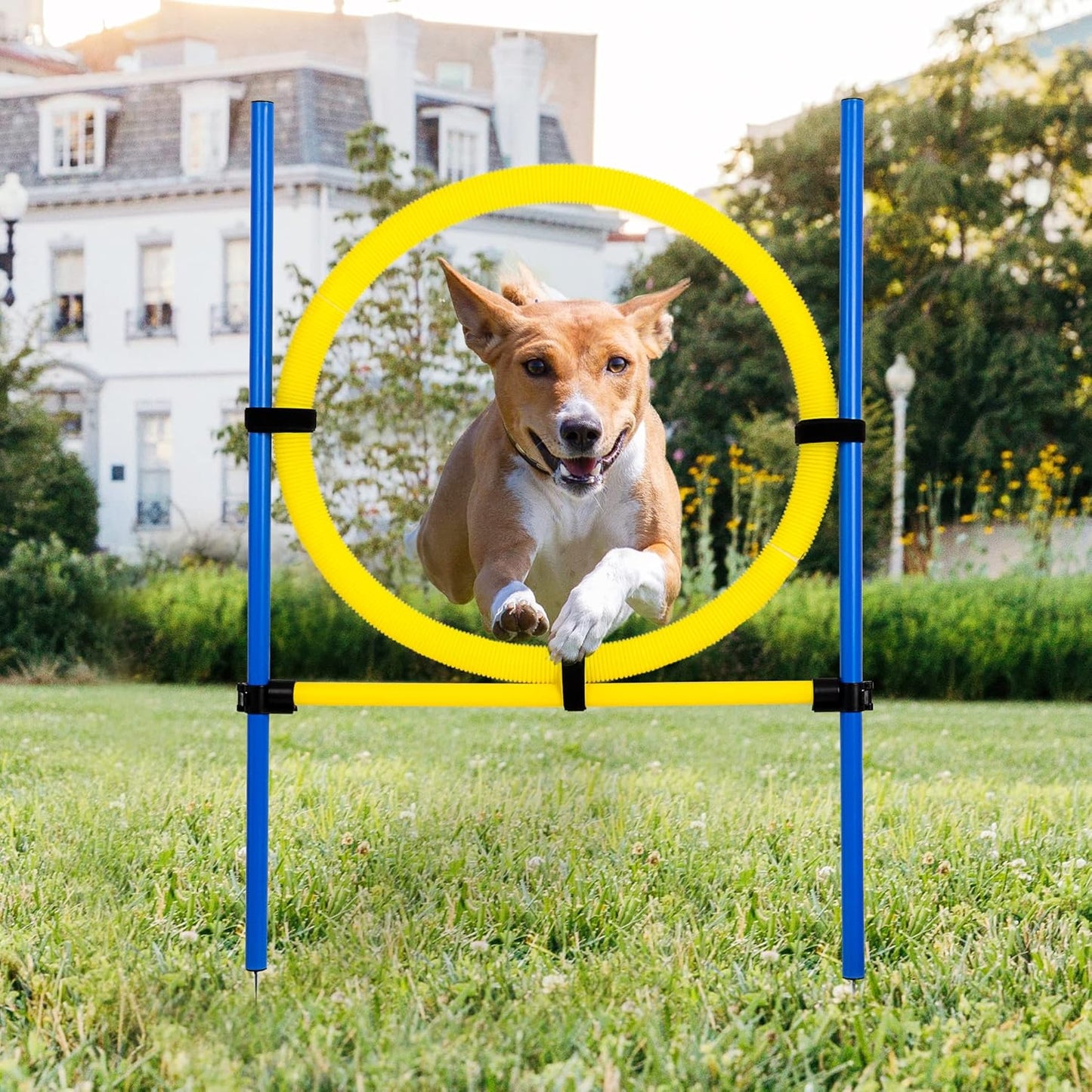 Pet Prime Dog Agility Training Equipment for Backyard Fun