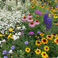 Ferry-Morse Texas Oklahoma Mix Wildflower Seeds 1lb - Bulk Coverage