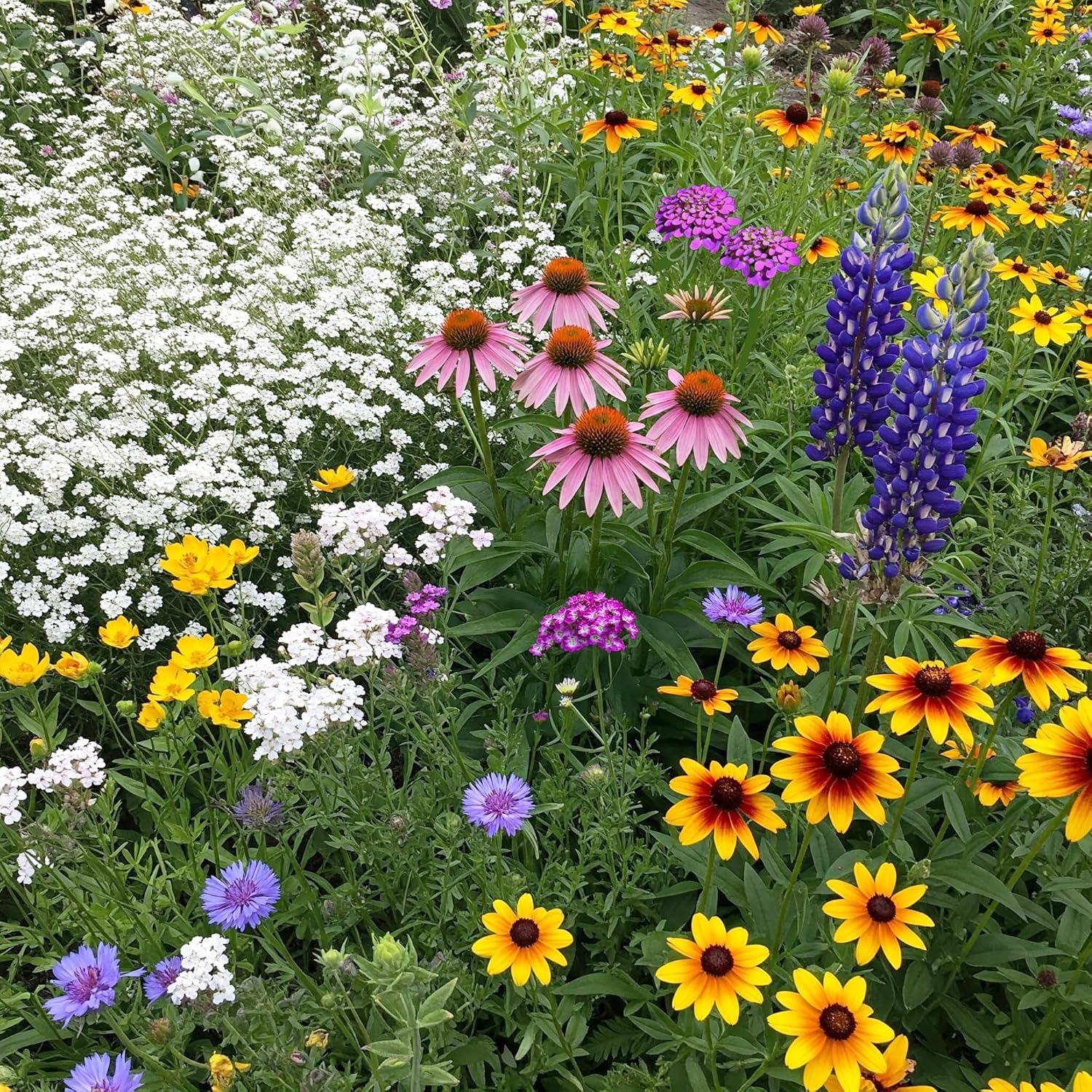 Texas Oklahoma Mix Bulk Wildflower Seeds for Vibrant Gardens