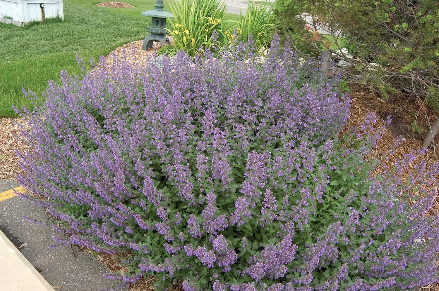 Live Perennial Plants - Walkers Low Catmint for Your Garden