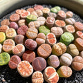 Lithops Random Mix Rare Live Succulent Plants 100 pcs - Mini Living