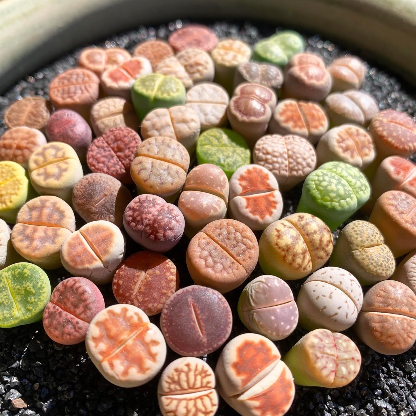 Lithops Random Mix Rare Live Succulent Plants for Garden Lovers