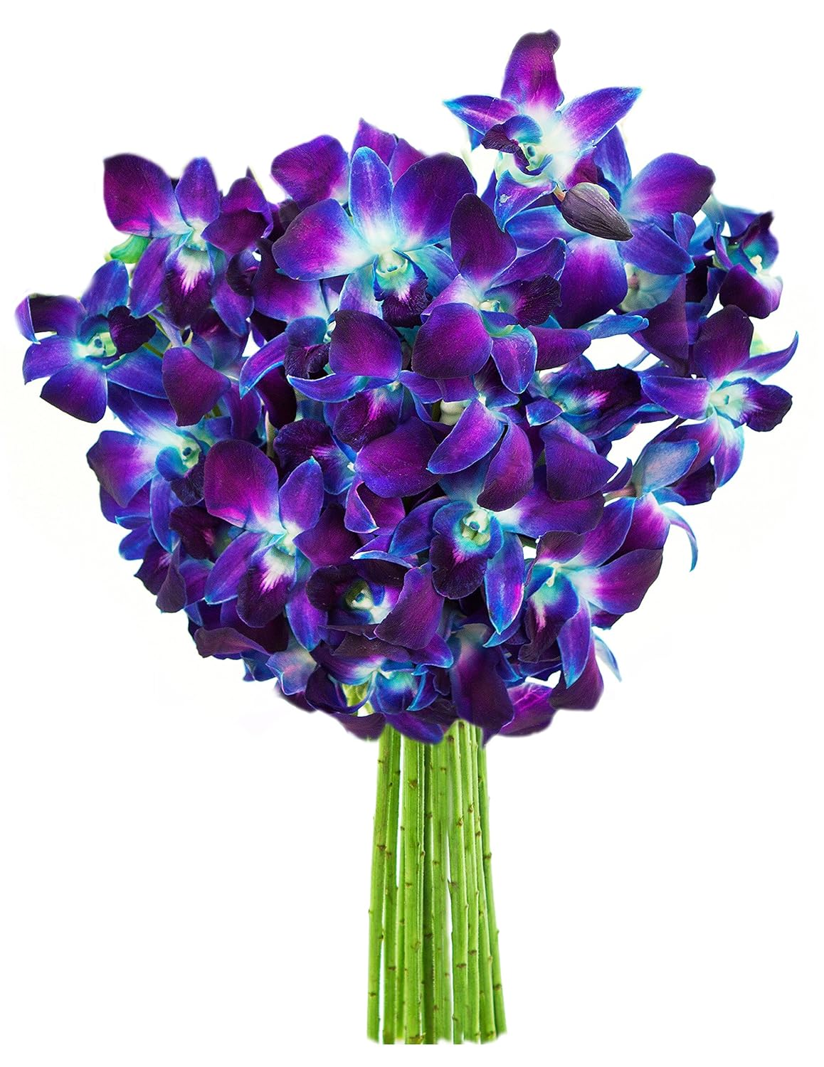 Exotic Sapphire Orchid Bouquet of Blue Orchids for Any Occasion