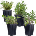 Live Herb Plant Collection - Rosemary, Sage, Thyme, Oregano