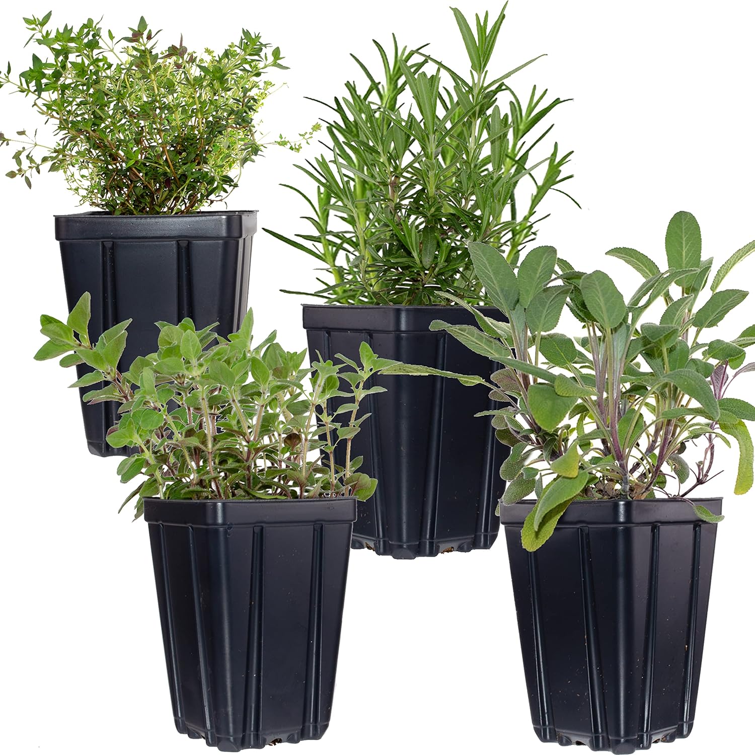 Live Herb Plant Collection - Rosemary, Sage, Thyme, Oregano