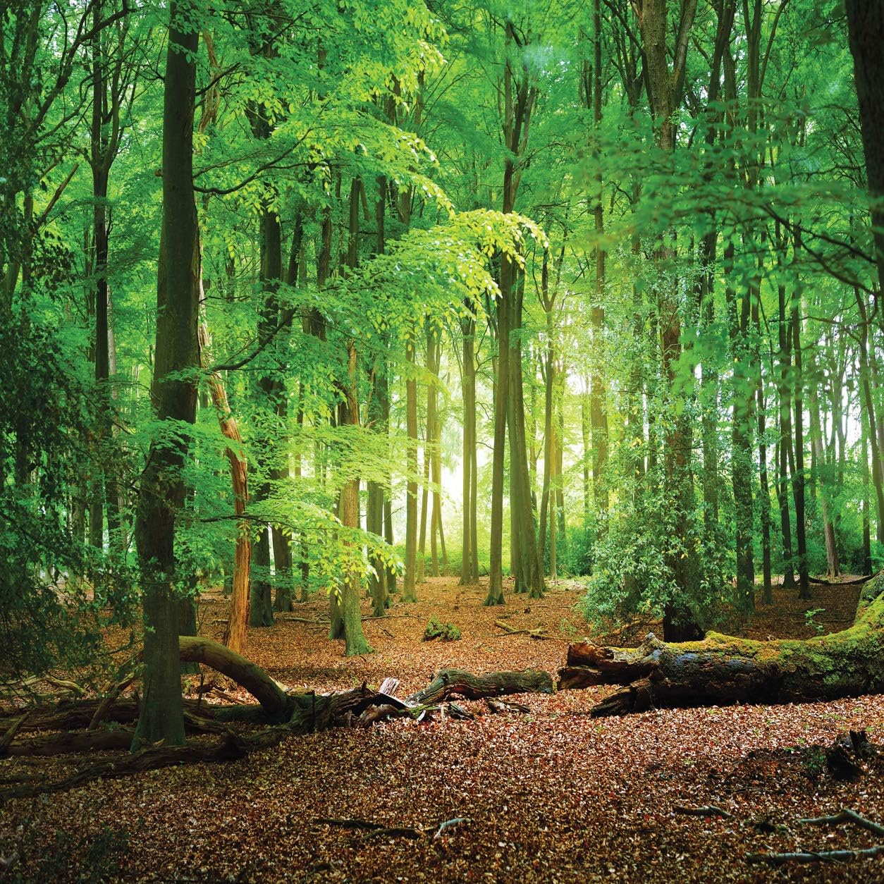 10X10ft Spring Green Forest Vinyl Photo Backdrop for Events