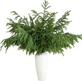 36 in Norfolk Pine Stems - 12 Pack Extra Long Faux Pine Branches