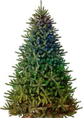 Balsam Hill 7.5 ft Pre-Lit Classic Blue Spruce - Realistic Centerpiece