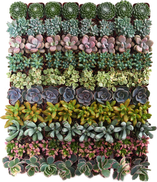 Assorted Succulent Plant Pack Collection - Live Mini Plants