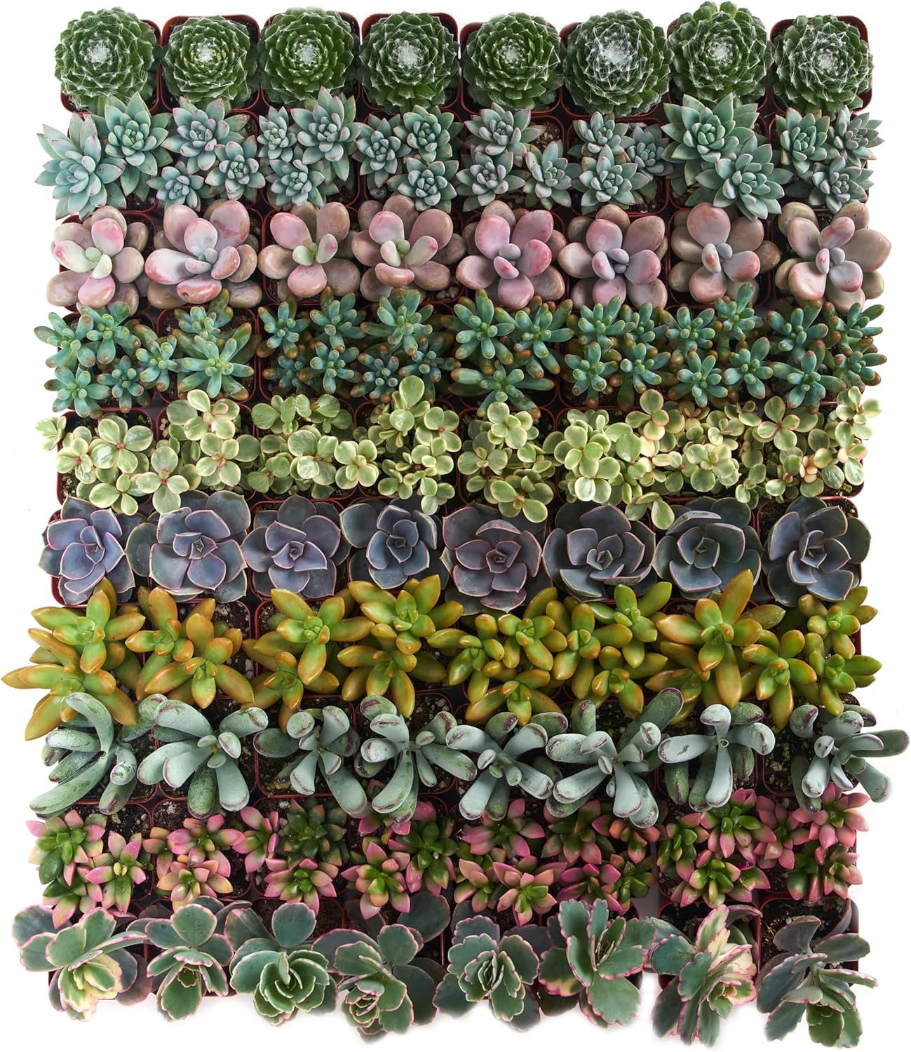 Assorted Succulent Plant Pack Collection - Live Mini Plants