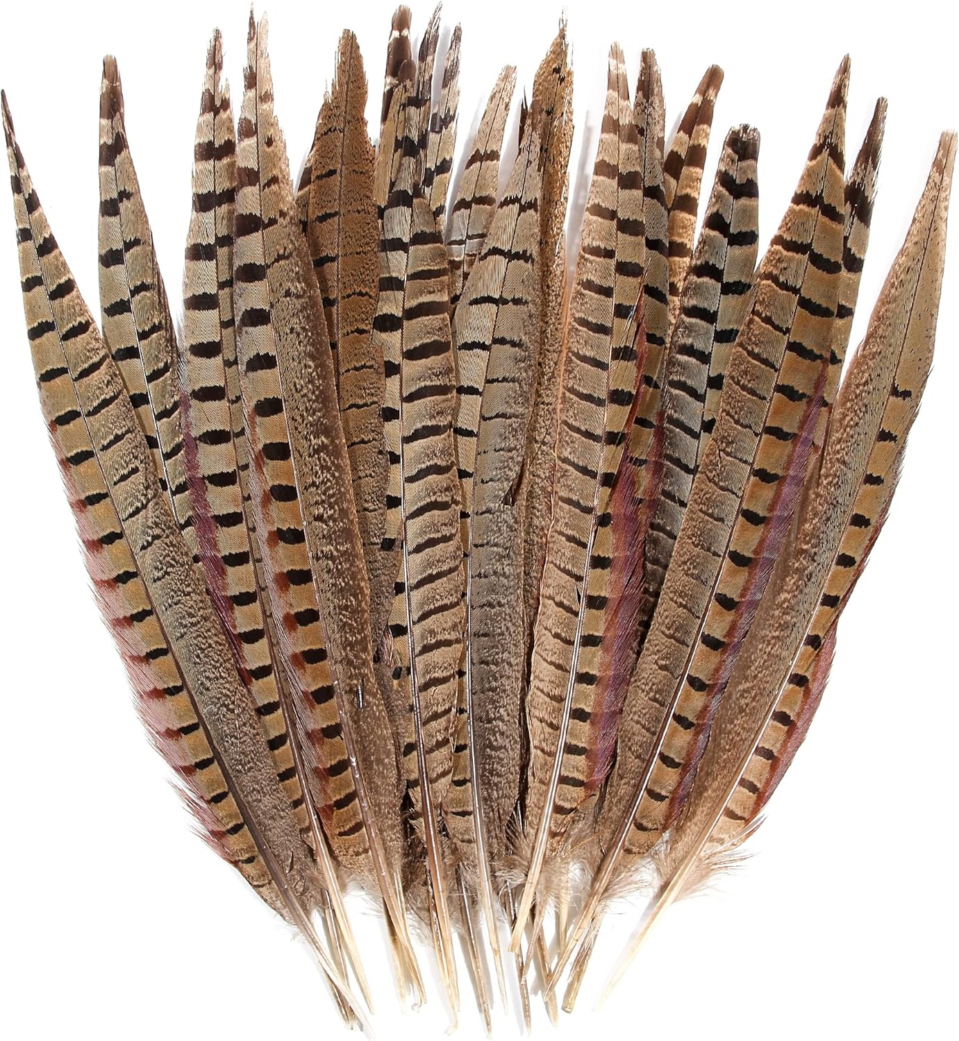 20pcs Natural Ringneck Pheasant Tail Feathers for Crafts