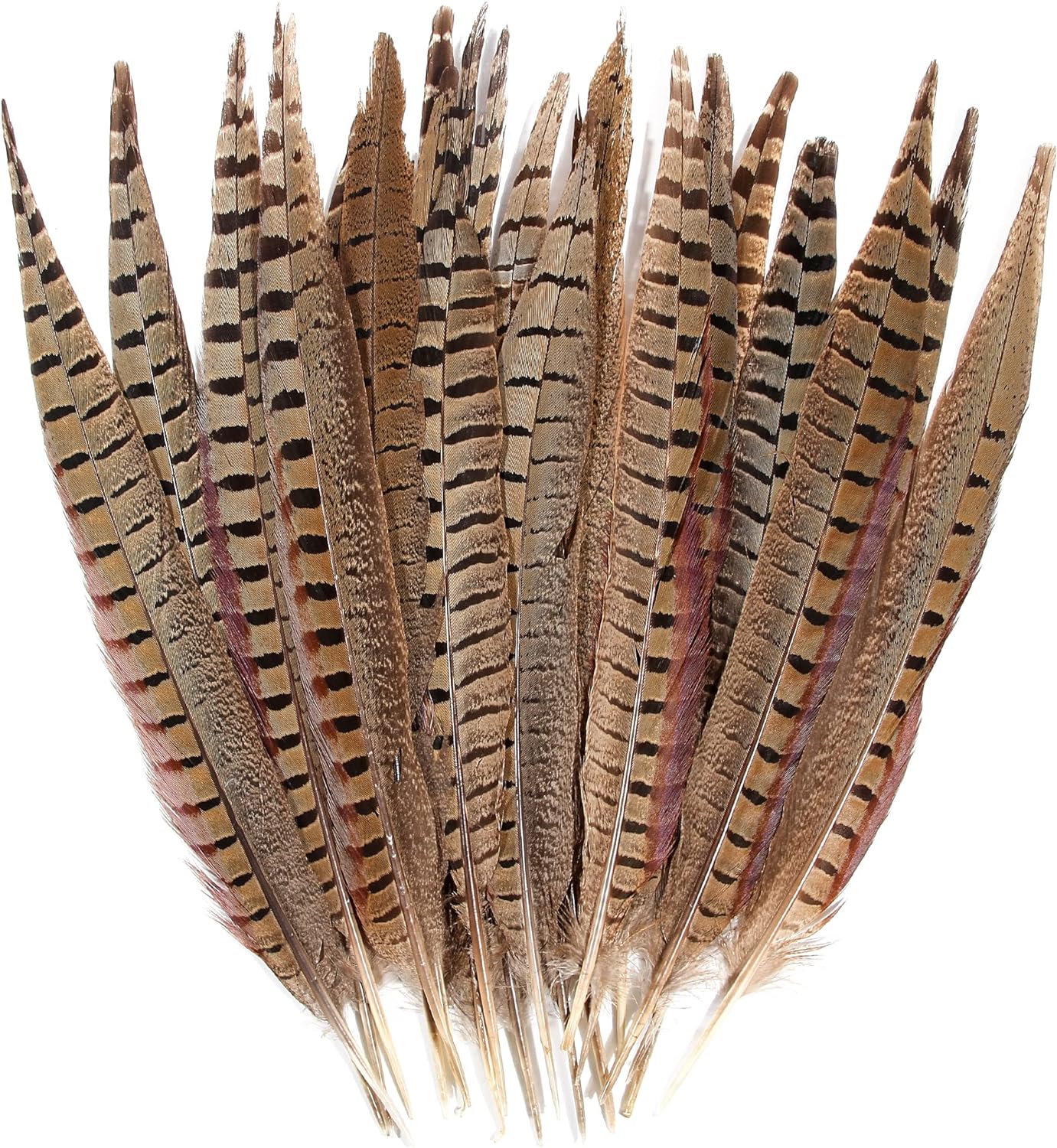 20pcs Male Pheasant Feather Natural Tails for Crafts & Decor