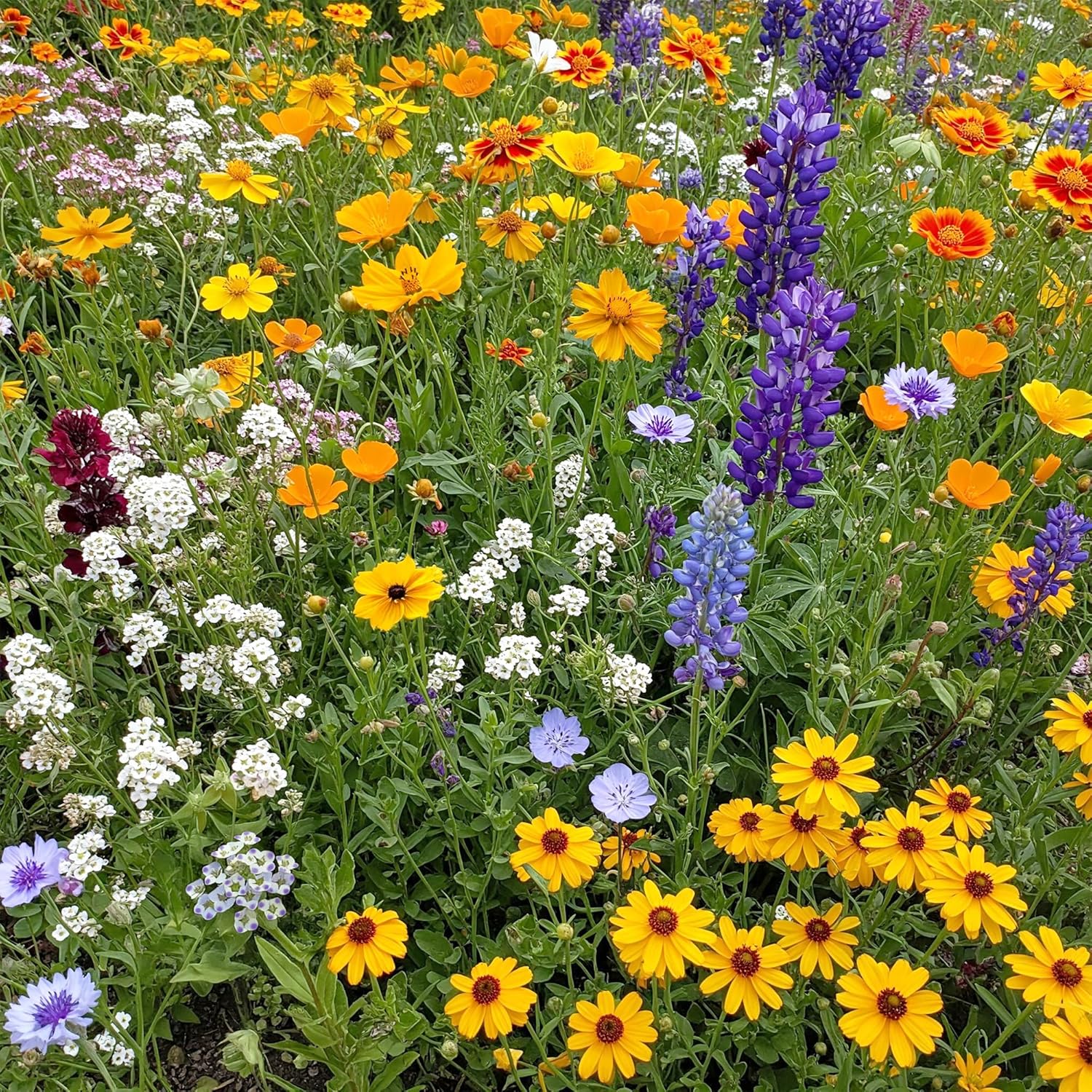 Pacific Northwest Mix Bulk Wildflower Seeds for Vibrant Gardens