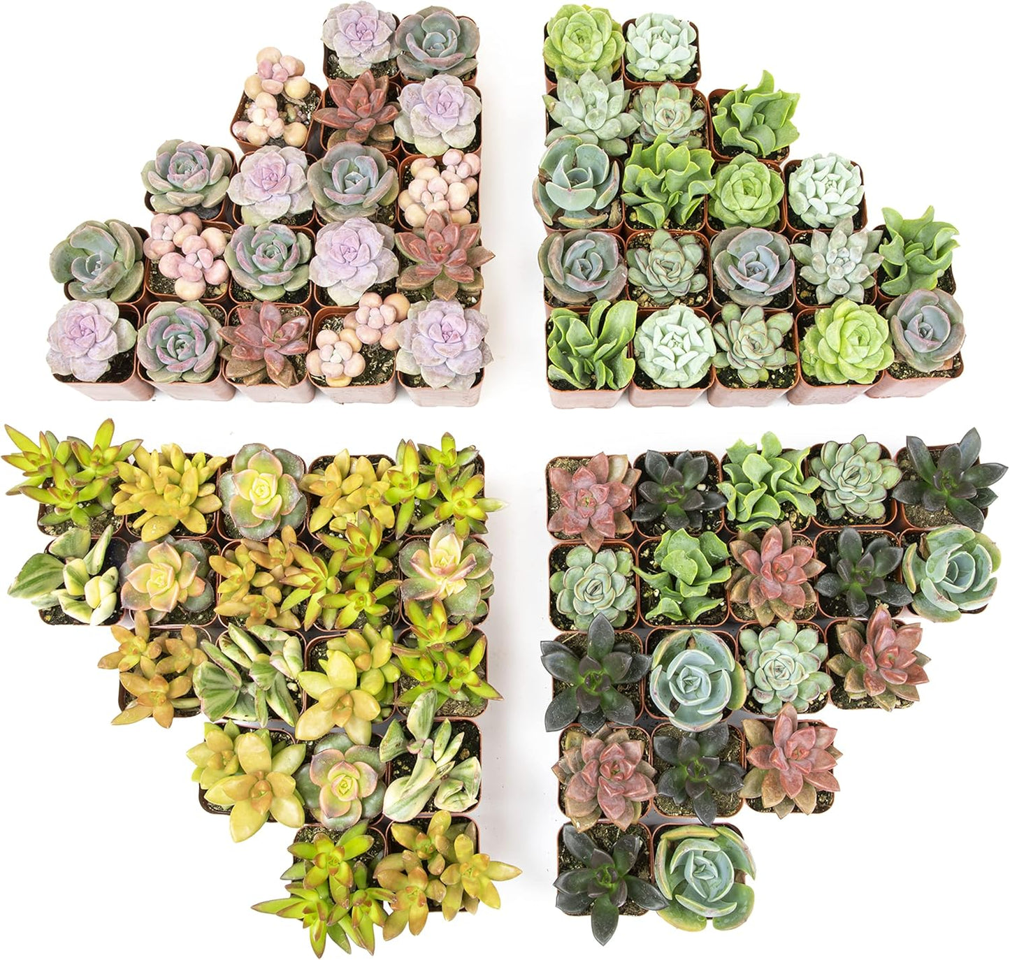 Live Succulents Plants Bulk Tray for Indoor Houseplants Gifts