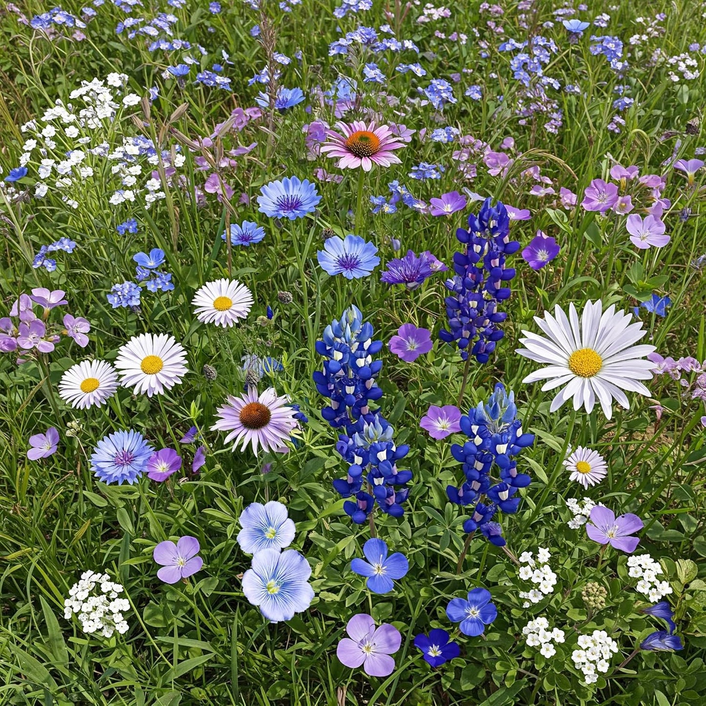 Ferry-Morse Cool Colors Mix Bulk Wildflower Seeds for Gardens