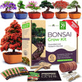 Bonsai Tree Kit 6 Heirloom Varieties with Pots - DIY Starter