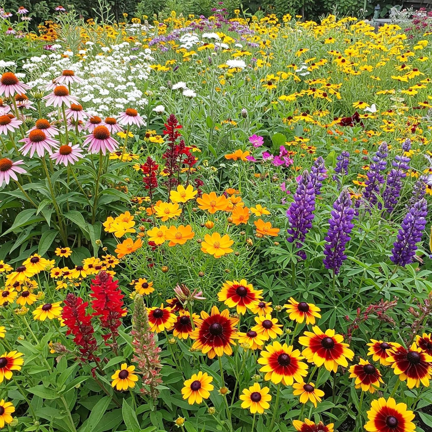 Ferry-Morse Southeast Mix Bulk Wildflower Seeds for Vibrant Gardens