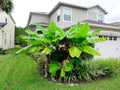 Musa Basjoo Cold Hardy Banana - 2 Pint Pots Tropical Look for Zones
