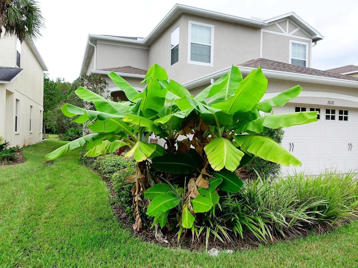 Musa Basjoo Cold Hardy Banana Plants for Tropical Garden Appeal