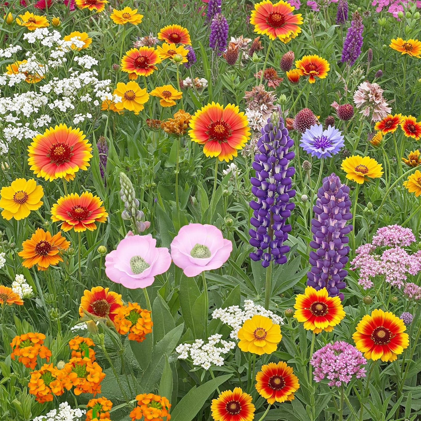 Colorado Western Mix Bulk Wildflower Seeds for Vibrant Gardens