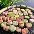 Lithops Random Mix Rare Live Succulent Plants 50pcs - Mini Living