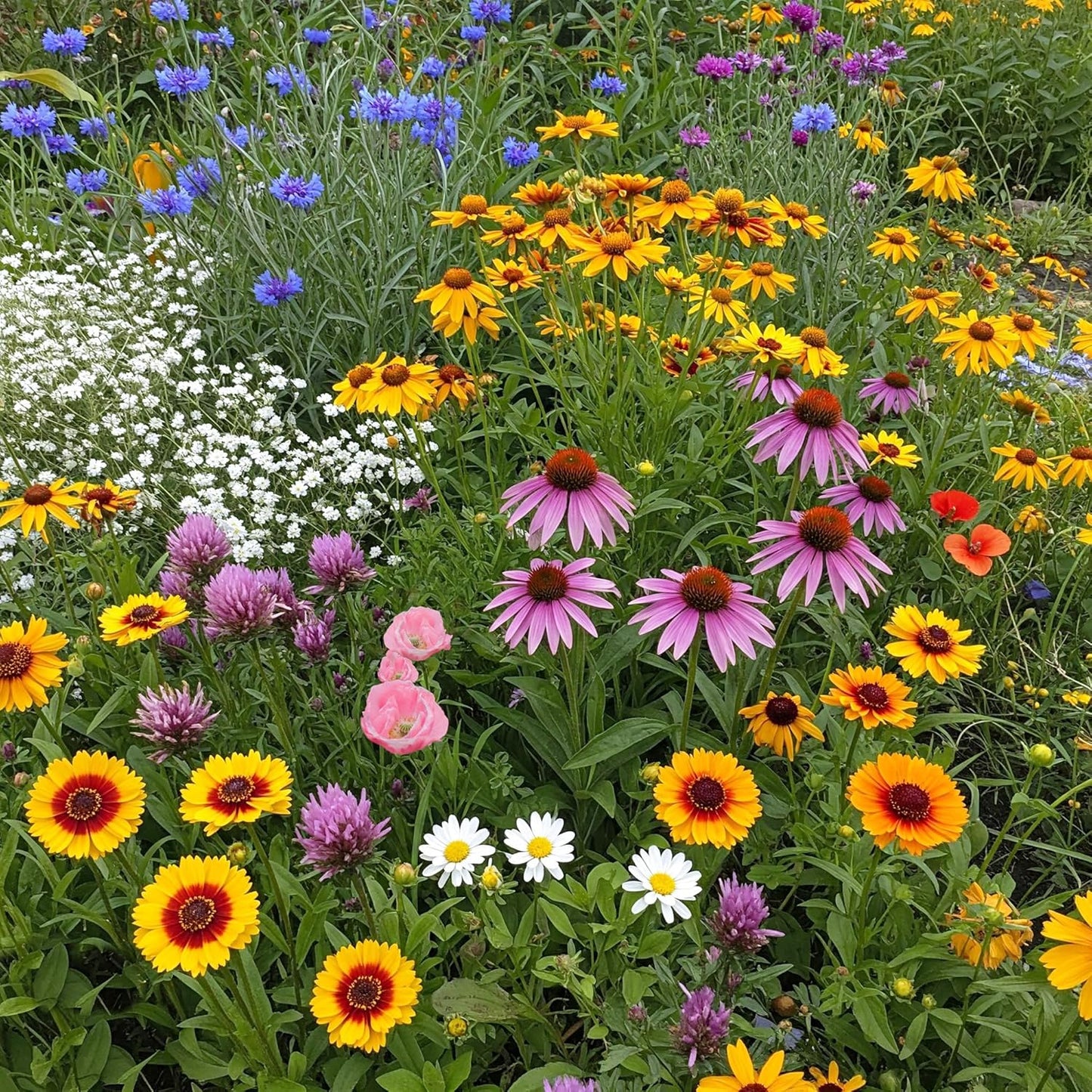 Midwest Mix Bulk Wildflower Seeds for Vibrant Gardens