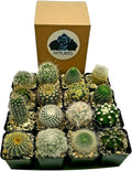 Mini Cactus Plants in Plastic Planters - Compact Assorted Variety